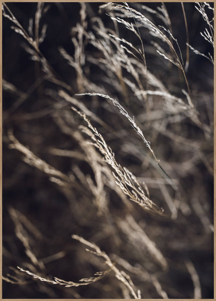 Mellow Grasses 7 | Poster board