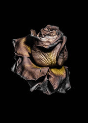 Metallic Rose | POSTER BOARD