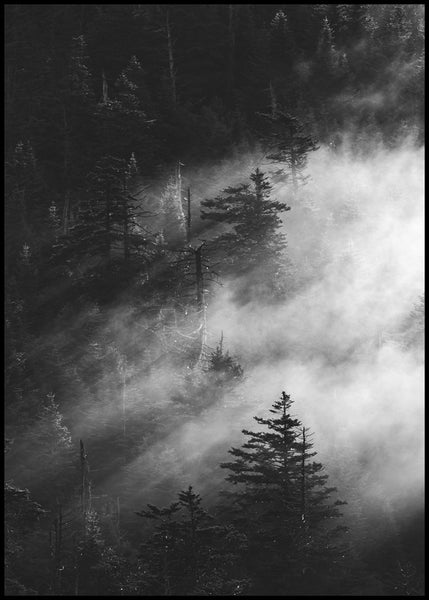 Misty Pine Woods | Poster board