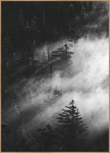 Misty pine woods | POSTER BOARD