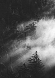 Misty Pine Woods | PLAKAT