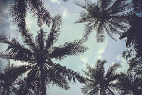 Palm Trees 2 | Poster