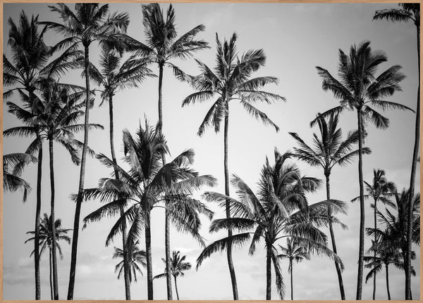 Palm heaven | POSTER BOARD