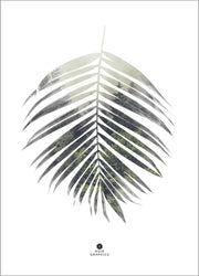 Palm blad | PLAKAT