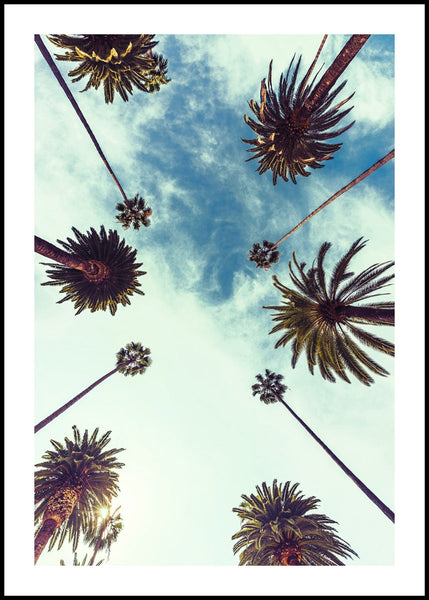 Palm Sky 2 | Poster