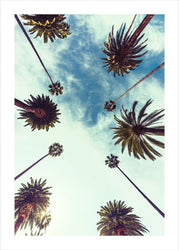 Palm sky 2 | POSTER