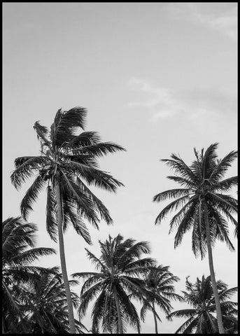 Palms in Gray | Poster board