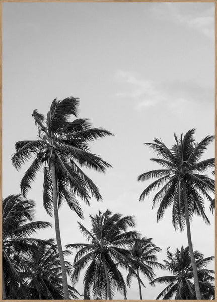 Palms in Gray | Poster board