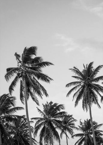 Palms in Gray | Poster