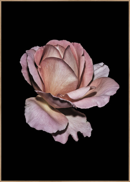 Pink Rose | Poster board