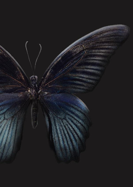 Black Butterfly | Poster