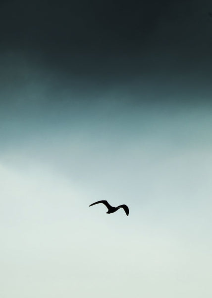 Seagull Blue | Poster