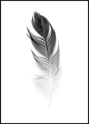 Soft Feather | POSTER BOARD