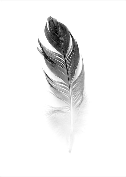 Soft Feather | Poster