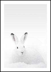 White Rabbit | Poster board