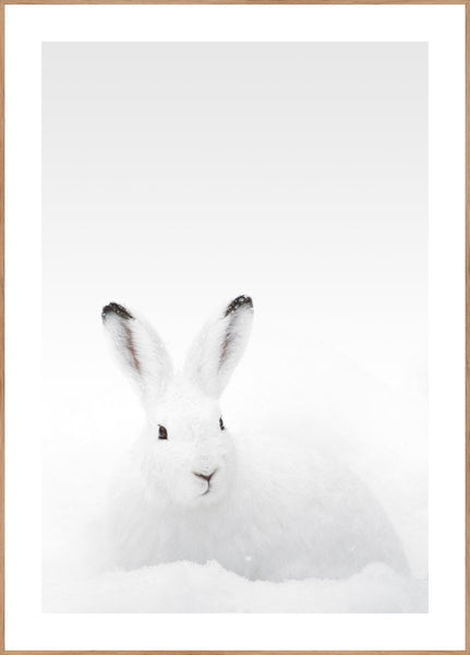 White Rabbit | POSTER BOARD