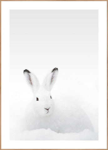 White Rabbit | Poster board