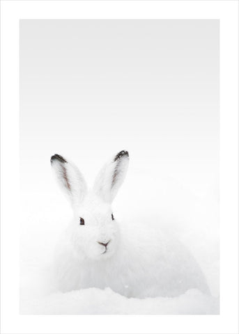 White Rabbit | Poster