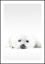 Witte zeehond | Poster