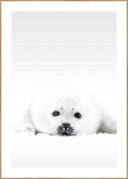 Witte zeehond | Poster