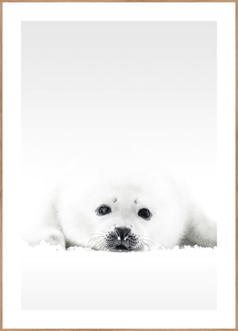 Witte zeehond | Poster