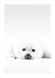 Witte zeehond | POSTER