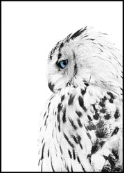 White OWL | Poster board