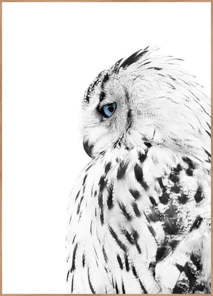 White OWL | Poster board