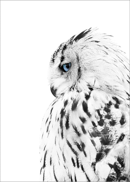 White OWL | Poster