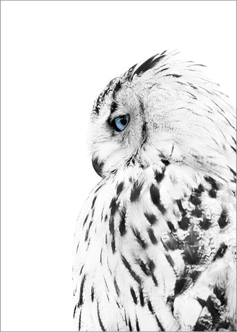 White OWL | Poster